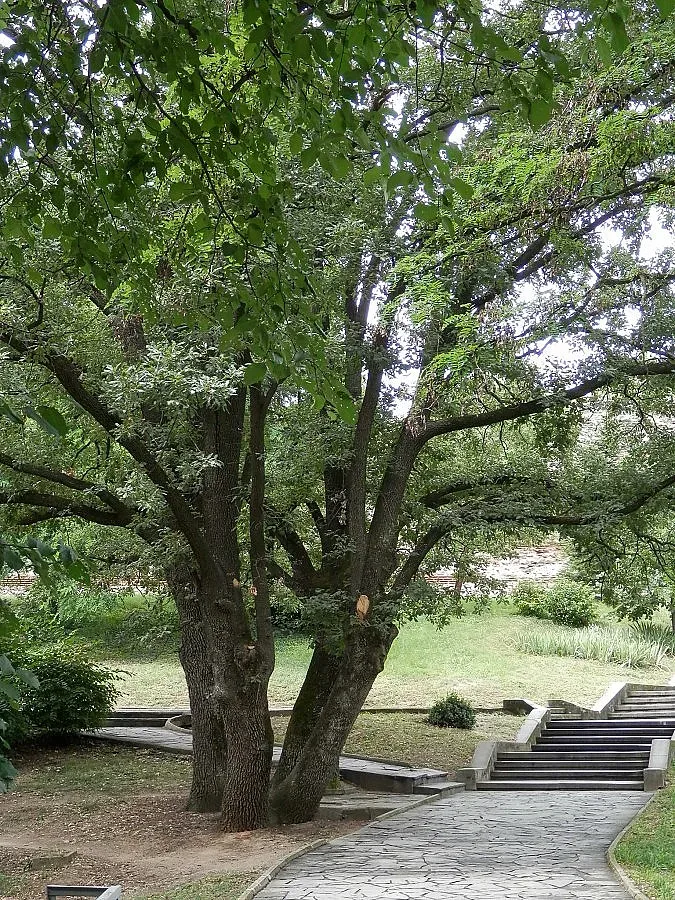 "Милост за старците" спасява дървета в Хисаря