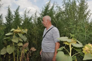Жънат канабис от Димитровград до Първомай