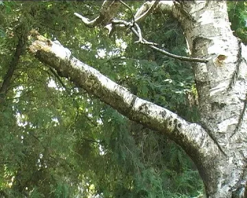 Паднал клон рани дете в Шумен