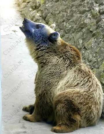 Европа пита за посинялата мечка