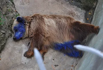 Дете боядиса мечка със спрей във Варна