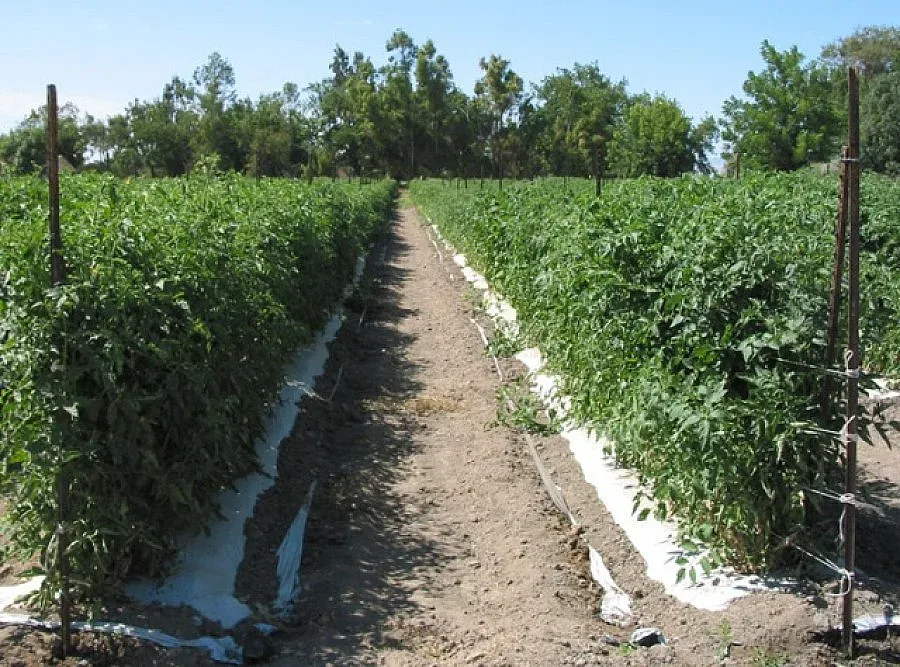 Българският домат от вносни семена