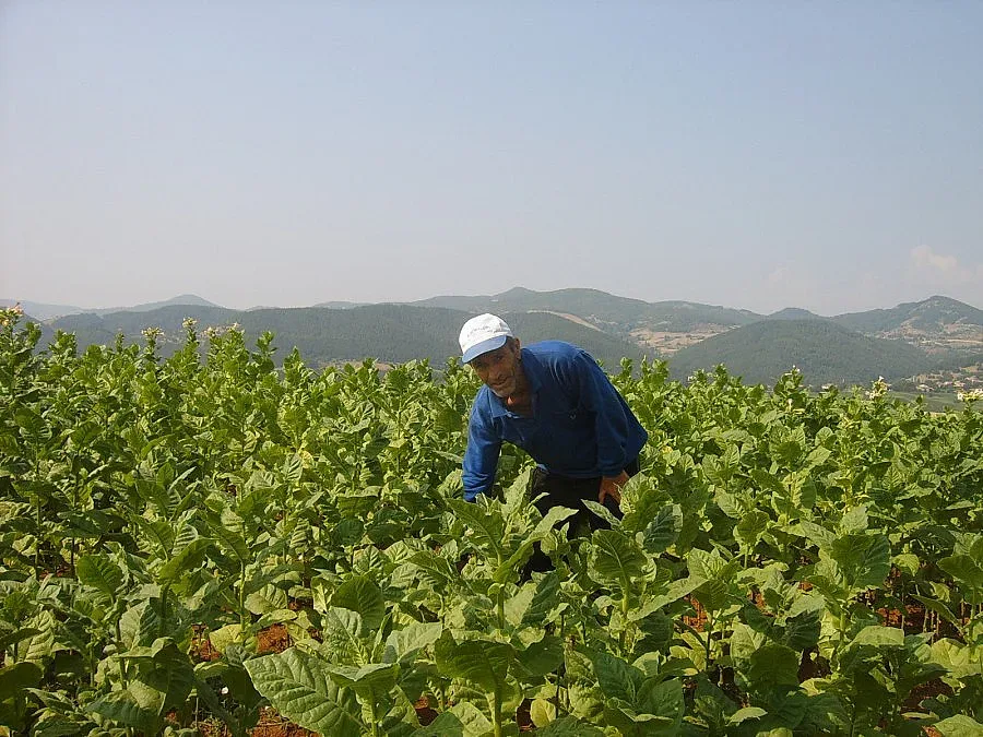 Родопчани сменят тютюна със зеленчукопроизводство