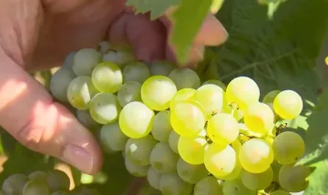 Лозари и винари в паника! Браншът е обречен