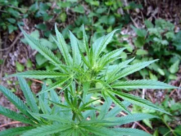 Спипаха дядо с дрога и патрони