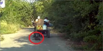 Втори случай на влачено до смърт куче