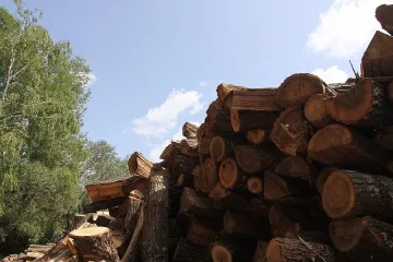 Губернатор иска по-рано да се раздадат дърва на бедните