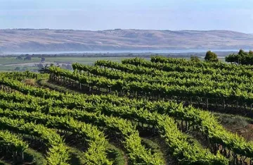 Пътят на виното ни минава по Дунав мост 2