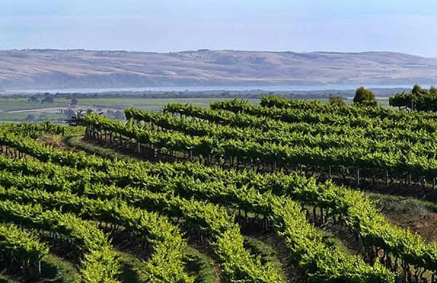 Пътят на виното ни минава по Дунав мост 2