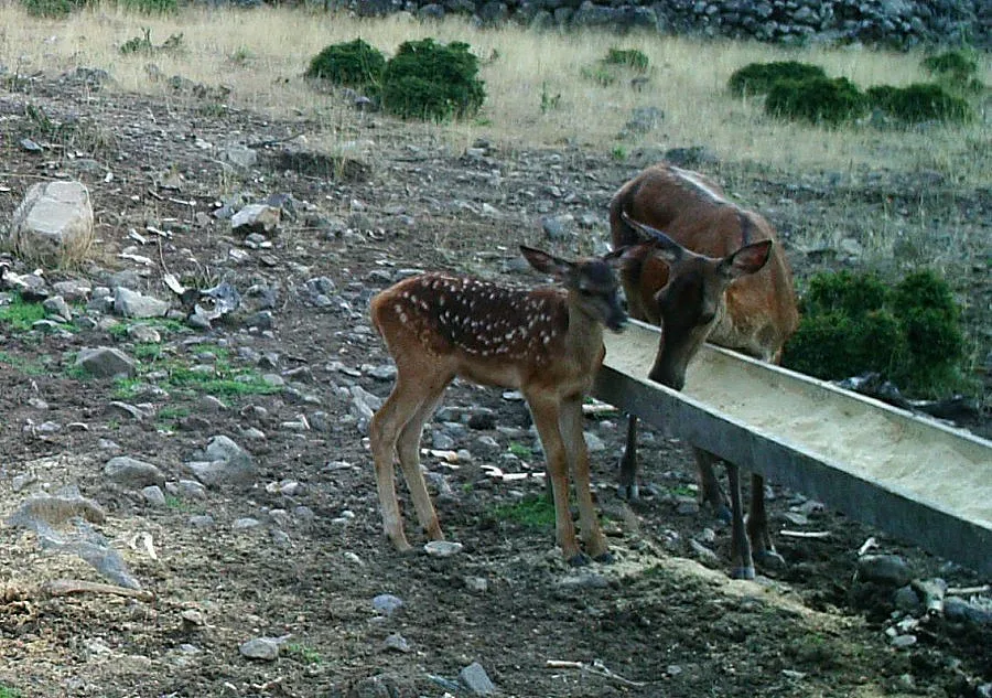 Първо благородно еленче в „Студен кладенец“