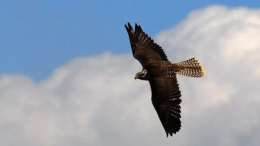 Самолети създават проблеми за птиците в Родопите