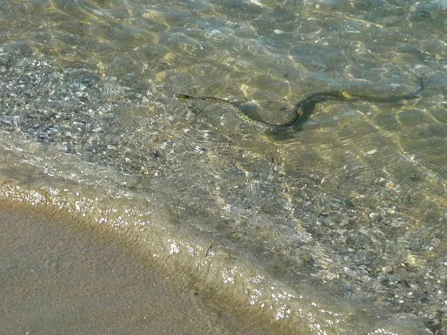 Змии съскат от дамски чанти