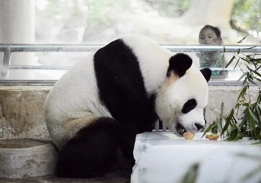ВИДЕО: Бебета близнаци панда се родиха в зоопарк