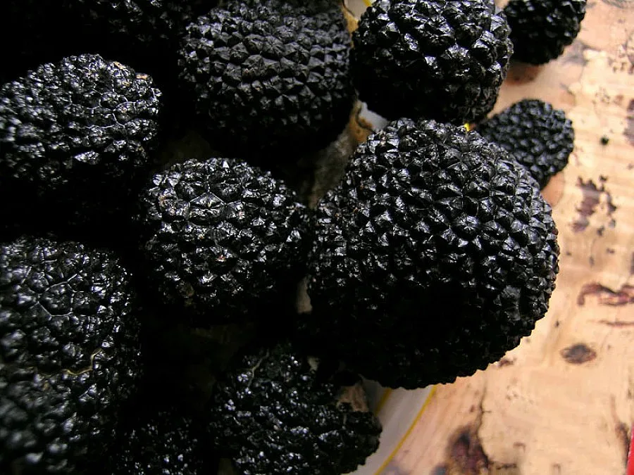 Търсят трюфели в Родопите с кучета