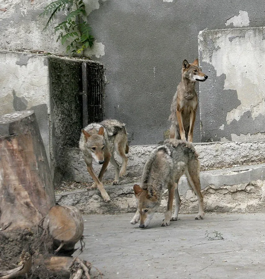 Две нови вълчици във Варненския зоопарк