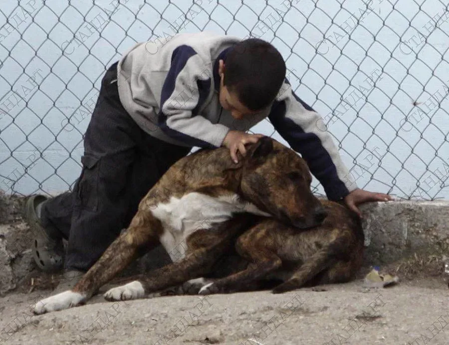 Кучешка тения заплашва с епидемия Кърджалийско