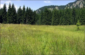 Иглолистните гори в Кърджалийско загиват заради сушата