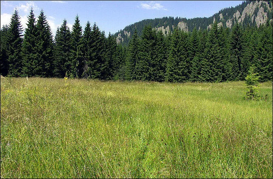 Иглолистните гори в Кърджалийско загиват заради сушата