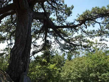 Наплив на туристи заради магнетичен бор