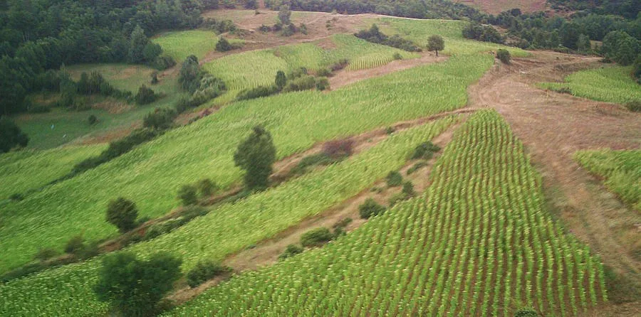 Скакалци нападнаха нивите