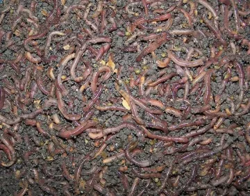 Разследват фермерка заради калифорнийски червеи