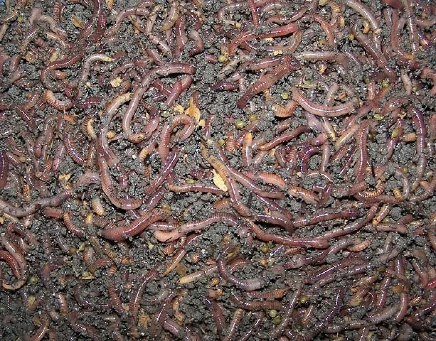 Разследват фермерка заради калифорнийски червеи