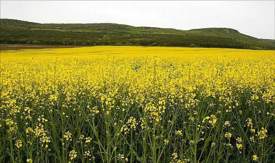 Пропаднали земеделски площи в 6 общини в Добричка област
