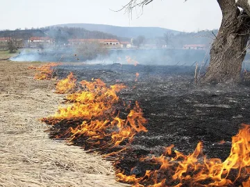 30 декара пшеница изгоряха в разградско