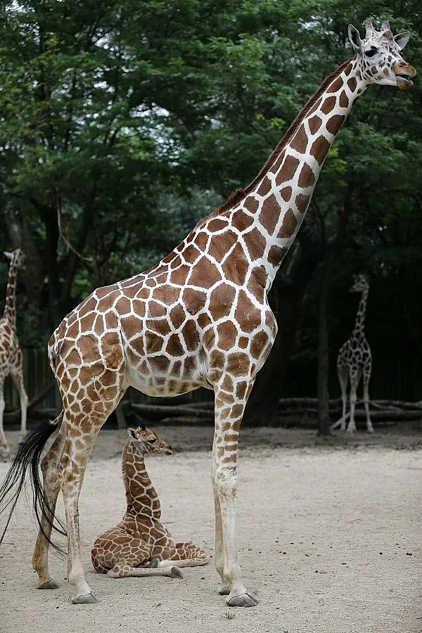 Платформа в зоопарк в Москва рухна, рани 11 души