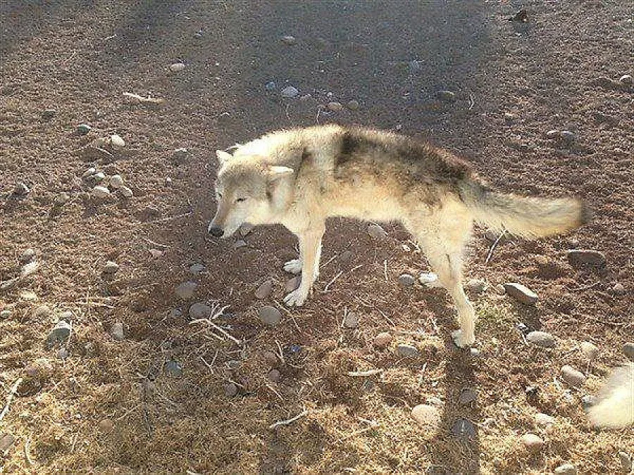 Намериха изгубения в София улфдог