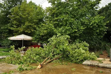 Силна буря събори над 40 дървета в Монтана