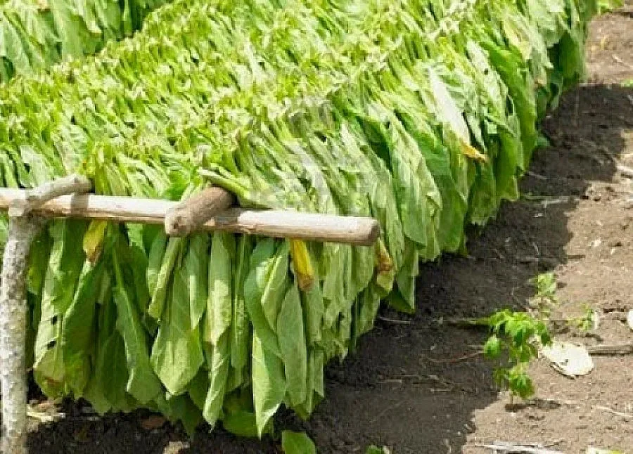 Тютюнопроизводители се готвят за бунт