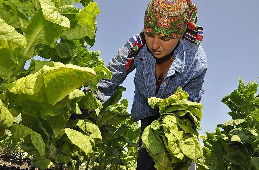И тютюнопроизводителите ще протестират