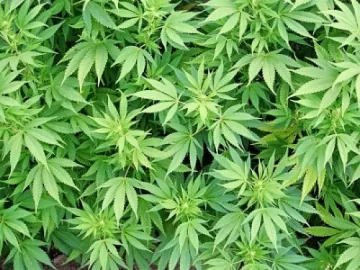 Арестуваха жена заради нива с канабис