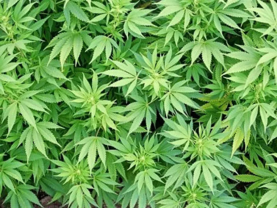 Арестуваха жена заради нива с канабис