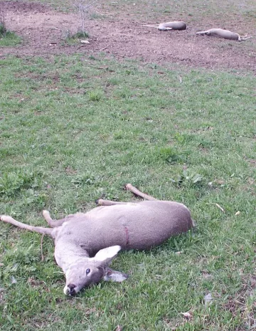 Съдят петима бракониери за убита кошута