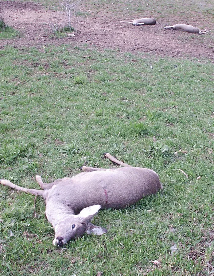 Съдят петима бракониери за убита кошута