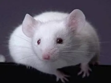 Клонираха мишка от една капка кръв