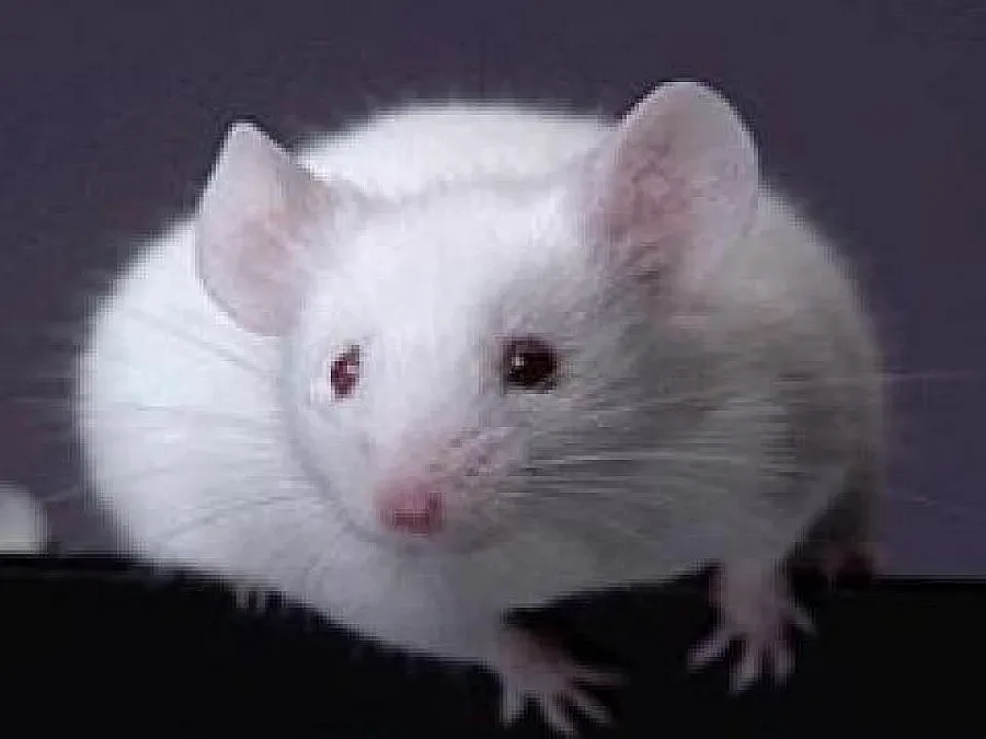 Клонираха мишка от една капка кръв