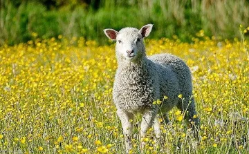 БАБХ констатира огнище на шарка по дребните преживни животни в село Войника, област Ямбол