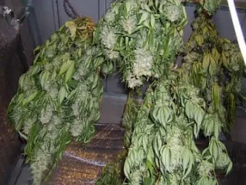 Марихуаната в Хасково скочи 6 пъти 