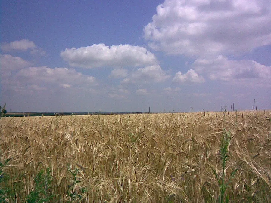 330 лева за жито на зелено