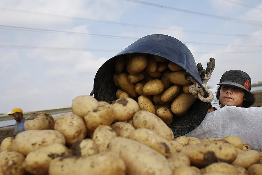 Фабриките ни правят лютеница с изгнил зарзават от Гърция, твърдят производители