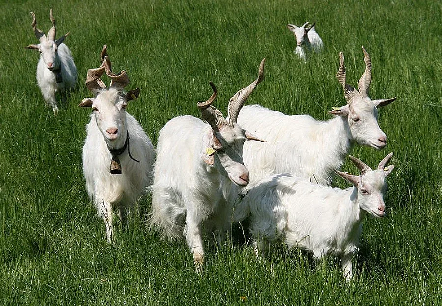 Отровиха стадо кози с третирана царевица