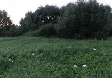 Гъби хранят семейства в Родопите