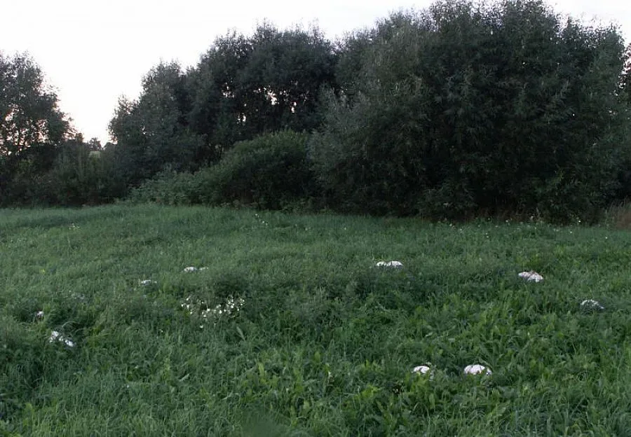 Гъби хранят семейства в Родопите