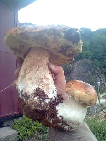 Манатарка над кило откриха край Смолян