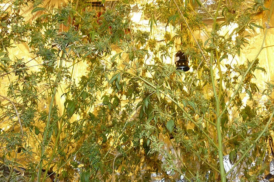 Нива с канабис и лаборатория откриха край Кърджали