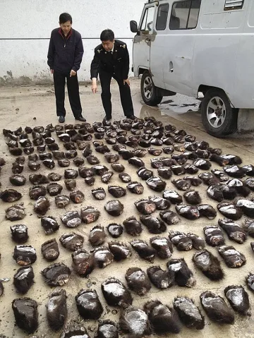 ВИДЕО: Заловиха 213 мечешки лапи 