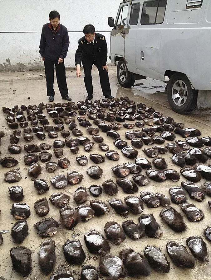 ВИДЕО: Заловиха 213 мечешки лапи